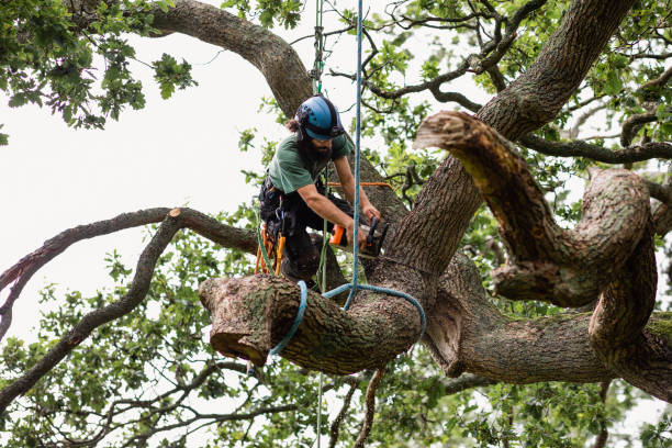 Best Tree Cabling and Bracing  in Timberville, VA