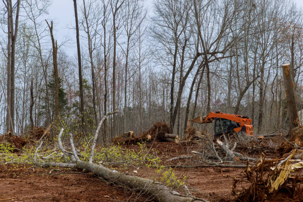 Best Tree Health Inspection  in Timberville, VA